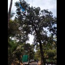 Beim Ernten von Mangos lässt man sich durch Sicherungsvorkehrungen ebenfalls nicht behindern